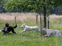 Puppys van Bliss040622-0028